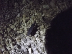 Triatoma peninsularis