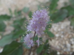 Boerhavia xantii