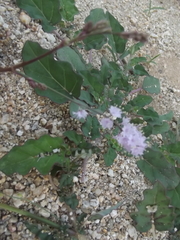 Boerhavia xantii