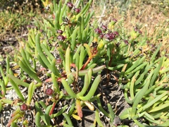 Ruschia klipbergensis