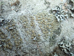 Lecanora pacifica