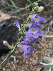Penstemon linarioides