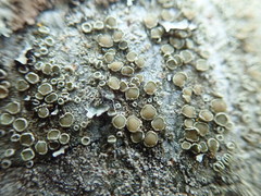 Lecanora pacifica
