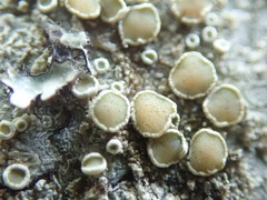 Lecanora pacifica
