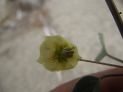 Physalis glabra