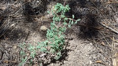Symphoricarpos rotundifolius parishii