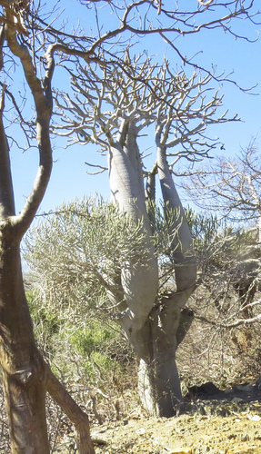 Pachypodium geayi