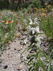 Monarda pectinata