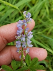 Lupinus sericeus