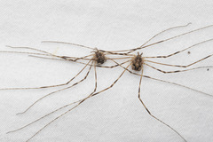 Leptobunus parvulus