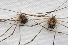 Leptobunus parvulus