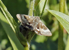 Heliothis oregonica