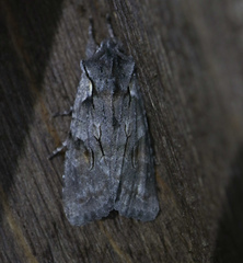 Lithophane furcifera