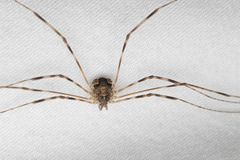 Leptobunus parvulus