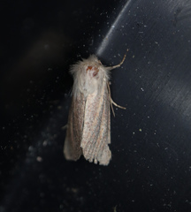 Denticucullus pygmina