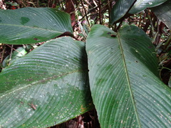 Pleiostachya pruinosa