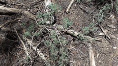 Symphoricarpos rotundifolius parishii