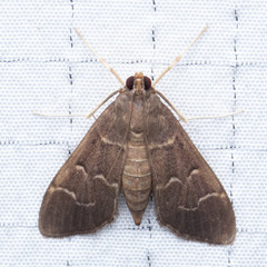 Pilocrocis ramentalis