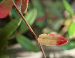 Exobasidium rostrupii