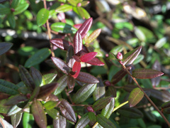 Exobasidium rostrupii