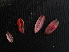 Exobasidium rostrupii