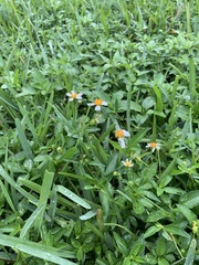 Bidens alba