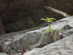 Petrosaurus thalassinus