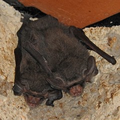 Lesser Long-Eared Bat photo 3