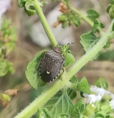 Holcostethus albipes