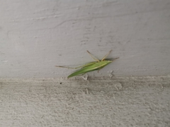 Euconocephalus pallidus