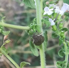 Holcostethus albipes