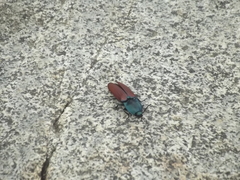 Chalcolepidius rubripennis