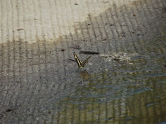 Heraclides pallas bajaensis