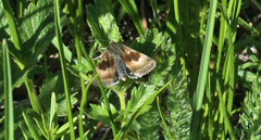 Heliothis oregonica