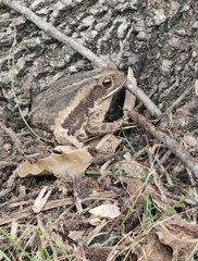 Incilius nebulifer
