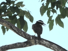 Pitangus sulphuratus