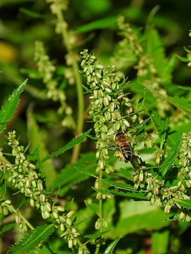 Haloragis exalata (Haloragis exalata)