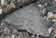 Taxeotis reserata