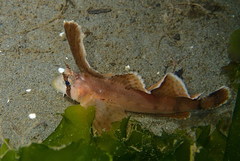 Nautichthys oculofasciatus