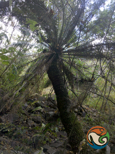 Dioon purpusii, photograph 3