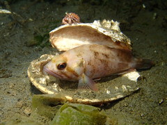 Brown Rockfish photo 2