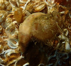 Rhamphocottus richardsonii