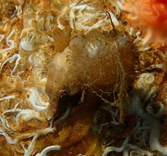 Rhamphocottus richardsonii