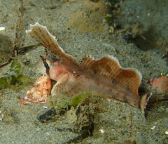 Nautichthys oculofasciatus