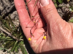Hemimeris gracilis