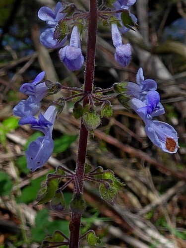 Coleus australis