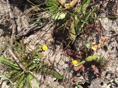 Hemimeris gracilis
