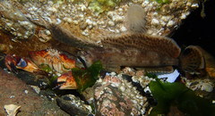 Nautichthys oculofasciatus