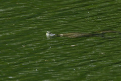 Trachemys hartwegi