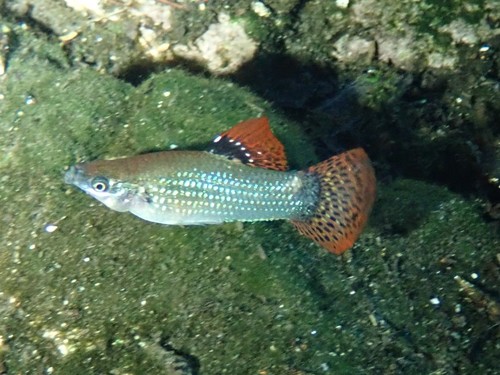 Mangrove molly (Poecilia orri) — Poeciliidae